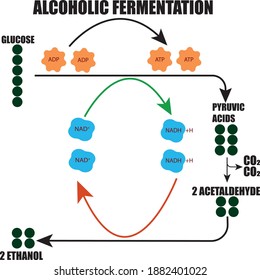 Ethyl alcohol fermantation diagram with white background