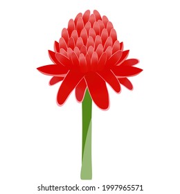 Etlingera elatior, red torch ginger flower isolated on white background.