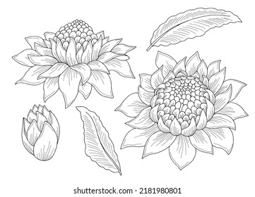 Etlingera flower graphic black white isolated sketch illustration vector