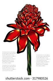 Etlingera tropical  flower vector on a white background. EPS