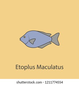 etoplus maculatus 2 colored line icon. Simple purple and gray element illustration. etoplus maculatus concept outline symbol design from fish set