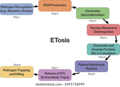 Etosis Pathway Flow Chart Illustration, White Background, Science Vector Diagram