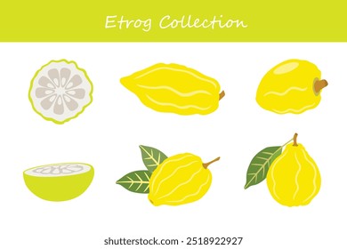 etrog collection in different poses. Vector illustration.