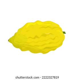 Etrog. One of the four traditional symbols of the Jewish holiday of Sukkot. Citron. Esrog.Traditions. Vector illustration. Isolated image on white background.