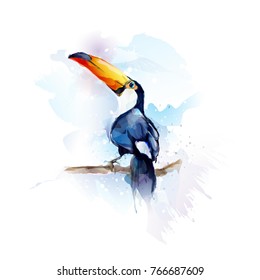 etude of toucan in watercolor technique