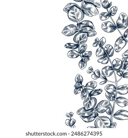 Eucaliptus botanical hand drawn border banner Isolated vector illustration. Eucaliptus sketch template for sail, wedding, Christmas, trendy card design for party invitation, packaging. Engraving style