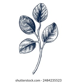 Eucaliptus botanical hand drawn Isolated vector illustration. Eucaliptus sketch symbol for card design or wedding invitation, packaging, label, poster, print. Engraving style.