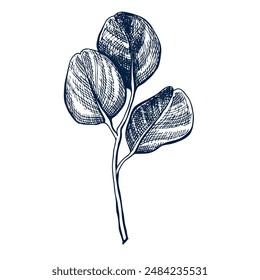 Eucaliptus botanical hand drawn Isolated vector illustration. Eucaliptus sketch symbol for card design or wedding invitation, packaging, label, poster, print. Engraving style.