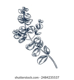 Eucaliptus botanical hand drawn Isolated vector illustration. Eucaliptus sketch symbol for card design or wedding invitation, packaging, label, poster, print. Engraving style.