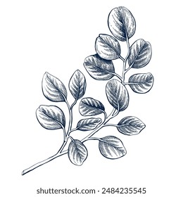 Eucaliptus botanical hand drawn Isolated vector illustration. Eucaliptus sketch symbol for card design or wedding invitation, packaging, label, poster, print. Engraving style.