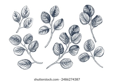 Eucaliptus botanical hand drawn Isolated vector illustration set. Eucaliptus sketch symbol for card design or wedding invitation, packaging, label, poster, print. Engraving style collection.