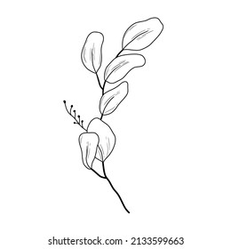 Eucaliptus branch line art drawing. Vector illustration with eucalyptus leaves isolated on white background. Botanical plant