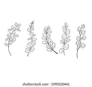 Eucaliptus Branches Line Art Drawing Set. Vector Illustration With Eucalyptus Leaves Isolated On A White Background