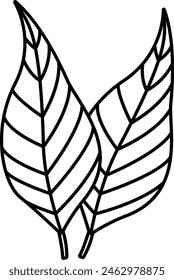 Eucaliptus Leaf outline icon vector illustration