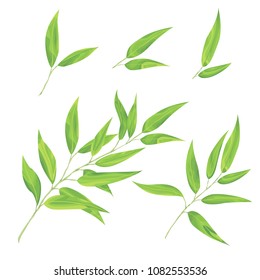 Eucaliptus leaves vector set. Natural branches, greenery vector 
illustration. Perfect for your design invitation, wedding or greeting cards, patterns and backgrounds, textile, print.