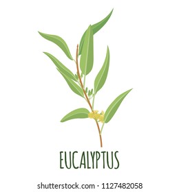 Eucaliptys vector logo in flat style. Isolated object. Vector illustration.