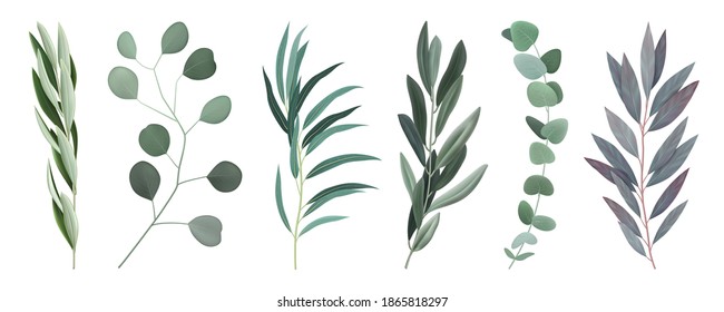 Eucalyptus 6 twigs branches with silvery round and oval elongated grey green leaves realistic set vector illustration