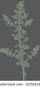 Eucalyptus Baby Blue. Vector silhouette of an exotic plant