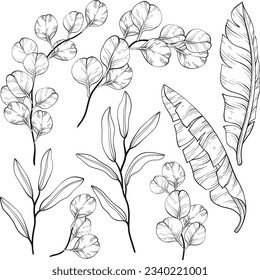 Eucalyptus and banana leaves and twigs set. Black and white. Vector illustration