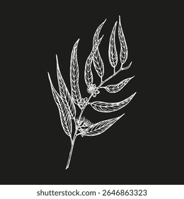 Eucalipto - desenho botânico em estilo de gravura para cozinhar, aromaterapia, jardim, conceito medicinal. Ilustração do esboço da erva, vetor floral desenhado à mão