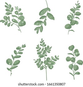 eucalyptus Botanical vector illustration. Graphic design elements for your logotype and identety
