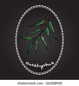Eucalyptus branch
