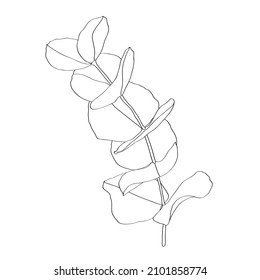 Eucalyptus branch continuous line drawing.