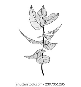 Eucalyptus branch continuous line drawing.