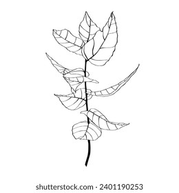 Eucalyptus branch continuous line drawing.