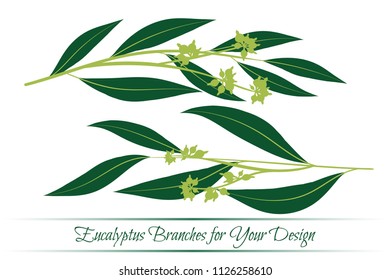 Eucalyptus Branch. Decorative Greenery of Rustic Wedding. Vector Eucalyptus Leaves Set. Elegant Floral Elements Big Selection for Wedding Design, Invitation, Card. Eucalyptus Branches in Vintage Style