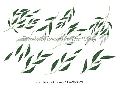 Eucalyptus Branch. Decorative Greenery of Rustic Wedding. Vector Eucalyptus Leaves Set. Elegant Floral Elements Big Selection for Wedding Design, Invitation, Card. Eucalyptus Branches in Vintage Style