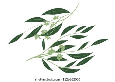 Eucalyptus Branch. Decorative Greenery of Rustic Wedding. Vector Eucalyptus Leaves Set. Elegant Floral Elements Big Selection for Wedding Design, Invitation, Card. Eucalyptus Branches in Vintage Style
