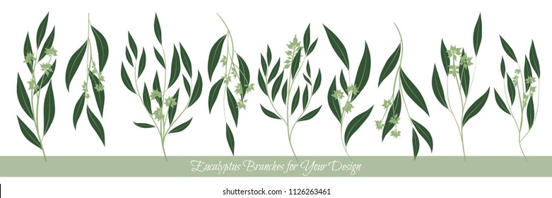 Eucalyptus Branch. Decorative Greenery of Rustic Wedding. Vector Eucalyptus Leaves Set. Elegant Floral Elements Big Selection for Wedding Design, Invitation, Card. Eucalyptus Branches in Vintage Style