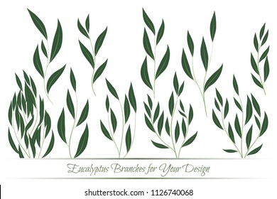 Eucalyptus Branch. Decorative Greenery of Rustic Wedding. Vector Eucalyptus Leaves Set. Elegant Floral Elements Big Selection for Wedding Design, Invitation, Card. Eucalyptus Branches in Vintage Style