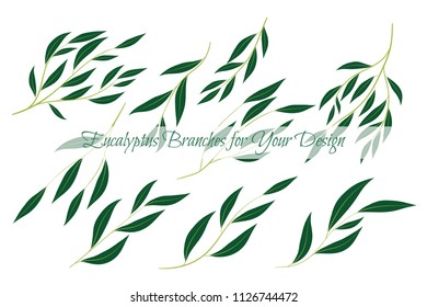 Eucalyptus Branch. Decorative Greenery of Rustic Wedding. Vector Eucalyptus Leaves Set. Elegant Floral Elements Big Selection for Wedding Design, Invitation, Card. Eucalyptus Branches in Vintage Style