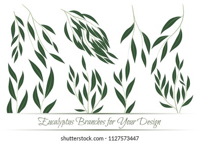 Eucalyptus Branch. Decorative Greenery of Rustic Wedding. Vector Eucalyptus Leaves Set. Elegant Floral Elements Big Selection for Wedding Design, Invitation, Card. Eucalyptus Branches in Vintage Style