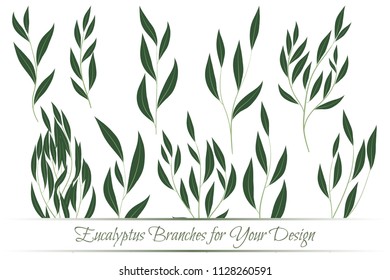 Eucalyptus Branch. Decorative Greenery of Rustic Wedding. Vector Eucalyptus Leaves Set. Elegant Floral Elements Big Selection for Wedding Design, Invitation, Card. Eucalyptus Branches in Vintage Style