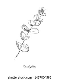 Eucalyptus branch. Hand Drawn Botanical line art illustration. Collection of sketch branches with foliage, leaves, plants, herbs for decoration design of wedding cards, poster, print.