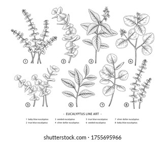 Eucalyptus branch hand drawn botanical illustrations. Black and white Line art drawings. Retro style elements.