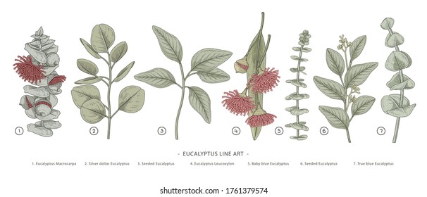 Eucalyptus branch hand drawn botanical illustrations. Line art drawings. Retro style elements.