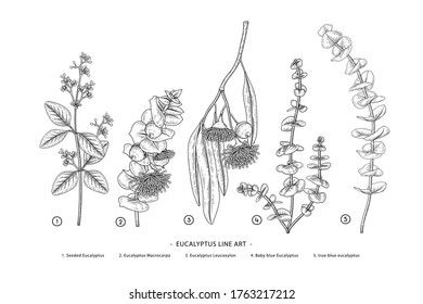 Eucalyptus branch hand drawn botanical illustrations. Black and white Line art drawings. Retro style elements.