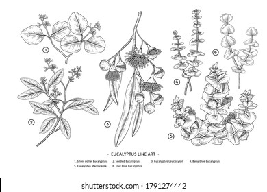 Eucalyptus branch hand drawn botanical illustrations. Black and white Line art drawings. Retro style elements.