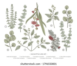 Eucalyptus branch hand drawn botanical illustrations. Line art drawings. Retro style elements.