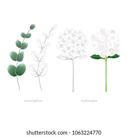 Eucalyptus branch and hydrangea flowers
