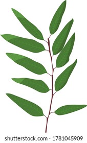 Eucalyptus branch. isolated image on white background