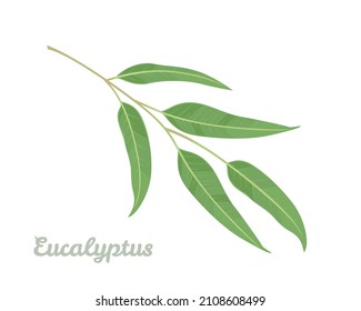 Eucalyptus branch isolated on white background. Vector illustration of green leaf in cartoon flat style. Medicinal plant.