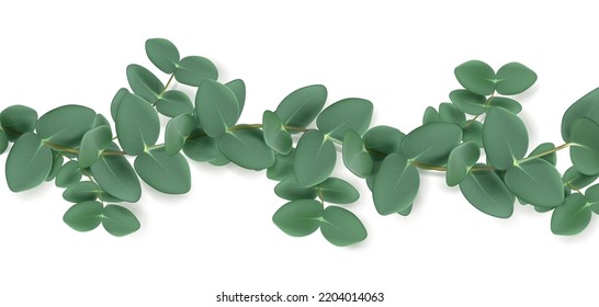 Eucalyptus branch isolated on white background. Realistic vector illustration of plant with green leaves. Aromatic herb for essential oil used in cosmetics and medicine. Natural floral design element