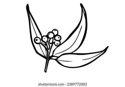 Eucalyptus branch with leaves and berries. Floral hand drawn simple illustration. Medicinal Plant. Vector simple element isolated on white background.