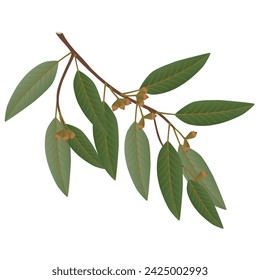 Eucalyptus branch with leaves and buds on a white background