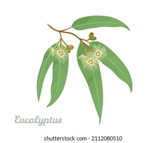 Eucalyptus branch with leaves and flowers isolated on white background. Medicinal plant. Vector botanical illustration in cartoon flat style.